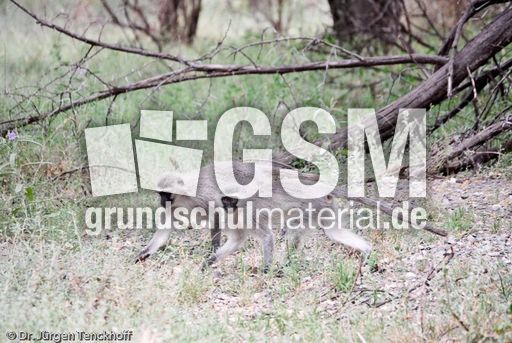 Grüne Meerkatzen (35 von 67).jpg